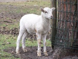 IMMUNITÀ DI GREGGE – Cos’è e come funziona?