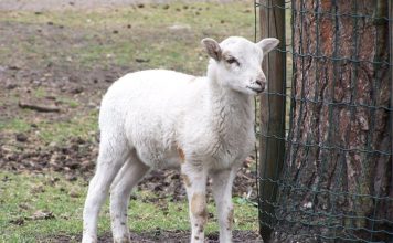 IMMUNITÀ DI GREGGE – Cos’è e come funziona?