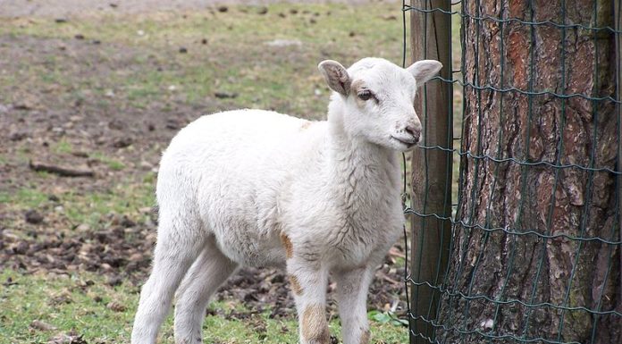 IMMUNITÀ DI GREGGE – Cos’è e come funziona?