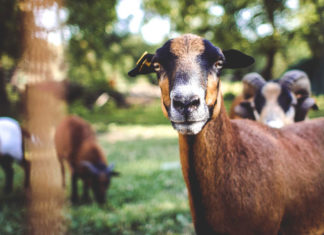 Immunità di gregge, USA-CDC conferma: ogni malattia ha soglia diversa