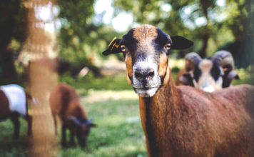 Immunità di gregge, USA-CDC conferma: ogni malattia ha soglia diversa