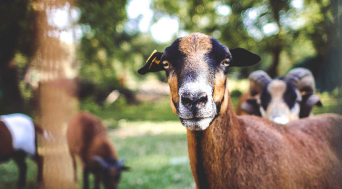 Immunità di gregge, USA-CDC conferma: ogni malattia ha soglia diversa