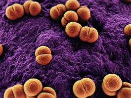 Vaccino meningite: ritirato lotto Menveo Glaxo prodotto a Siena