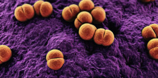 Vaccino meningite: ritirato lotto Menveo Glaxo prodotto a Siena