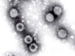 Vaccini: contagio e trasmissione di virus da vaccinati a non vaccinati