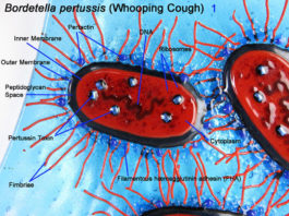 Vaccino pertosse inefficace, al via nuove ricerche sul batterio