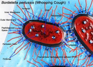 Vaccino pertosse inefficace, al via nuove ricerche sul batterio